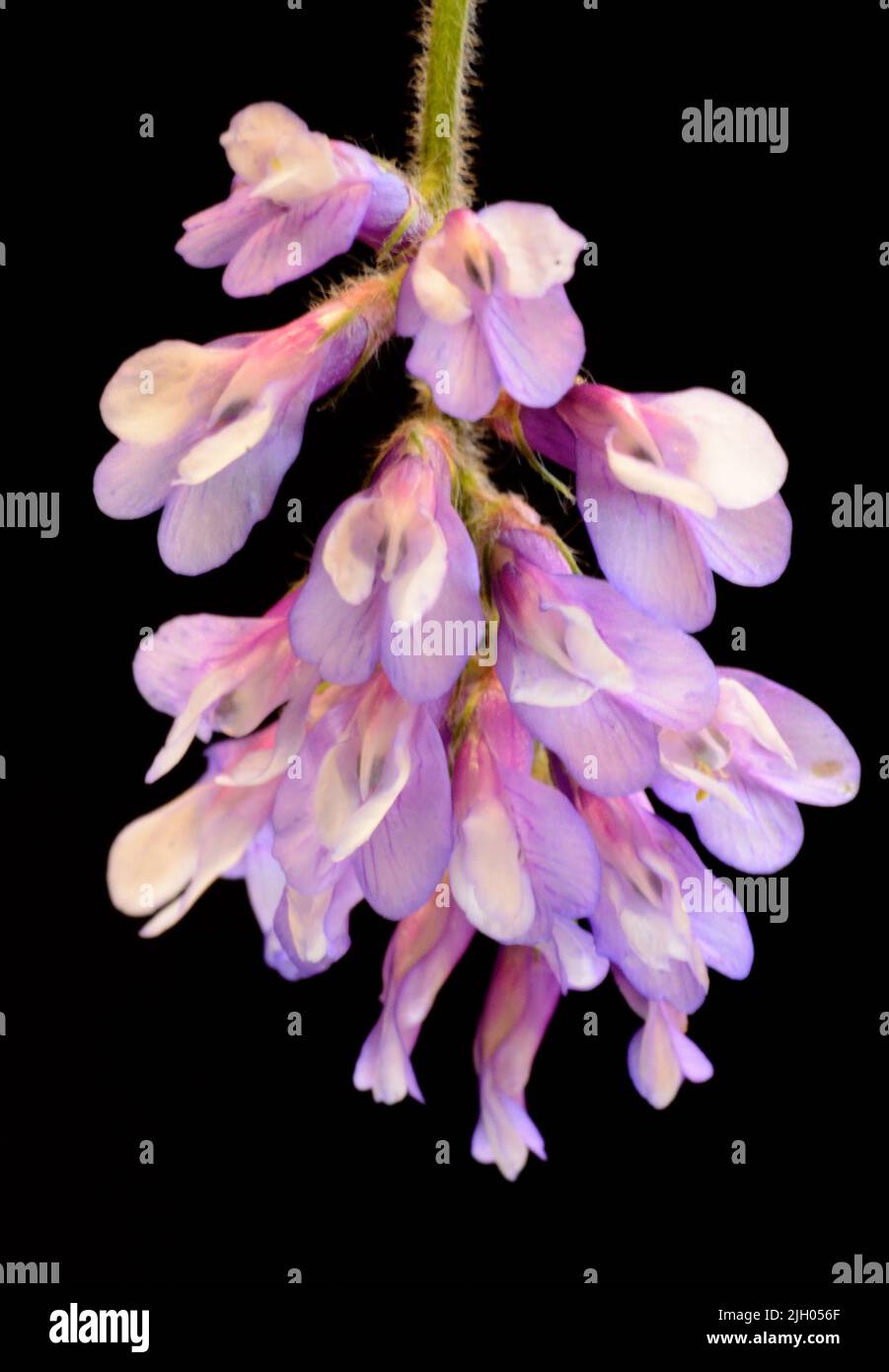 Closeup of Hairy Vetch (Vicia villosa) purple flowers against a black background Stock Photo