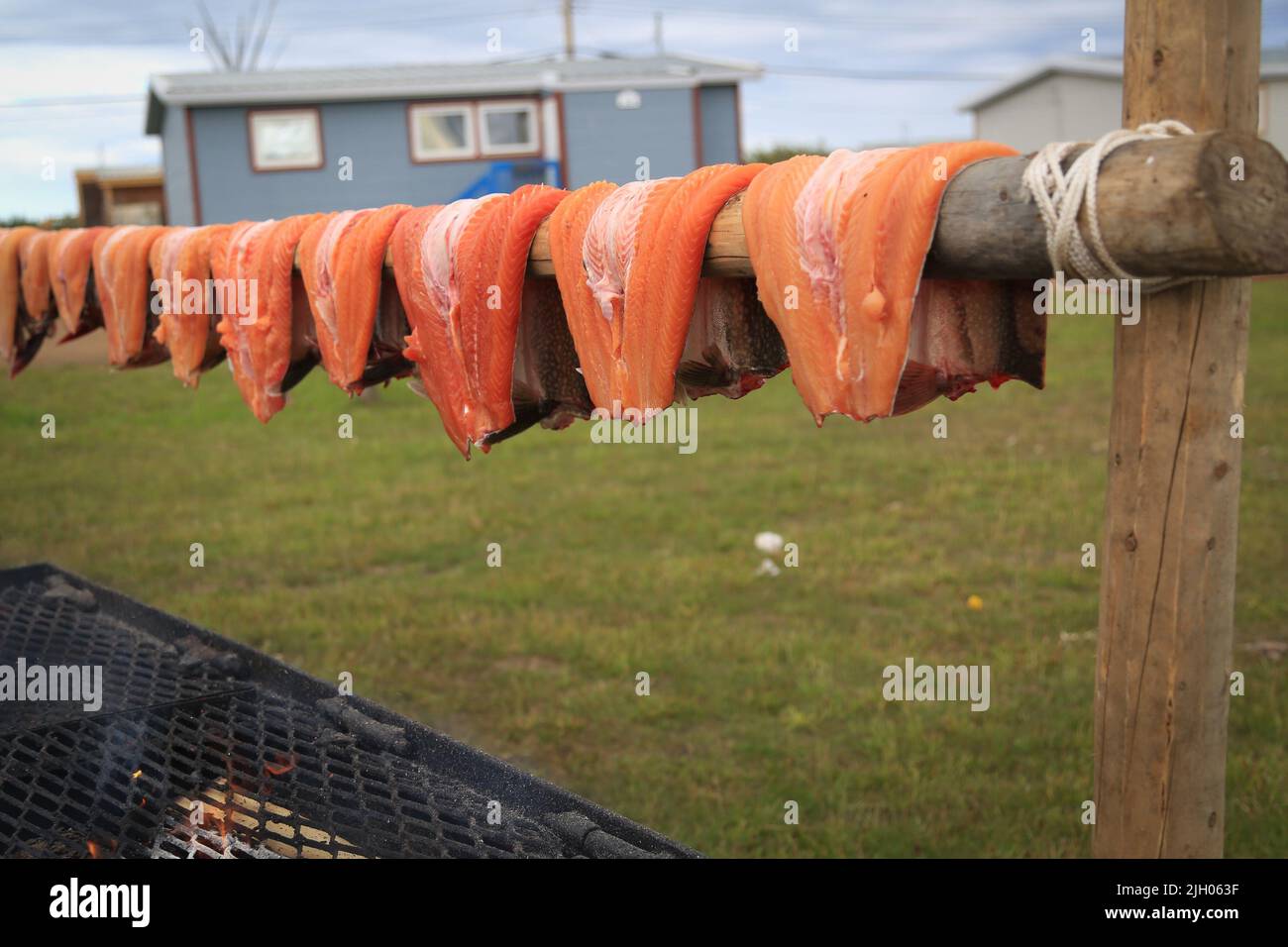 Fillets of Lake Trout fish being smoked above fire in the northern