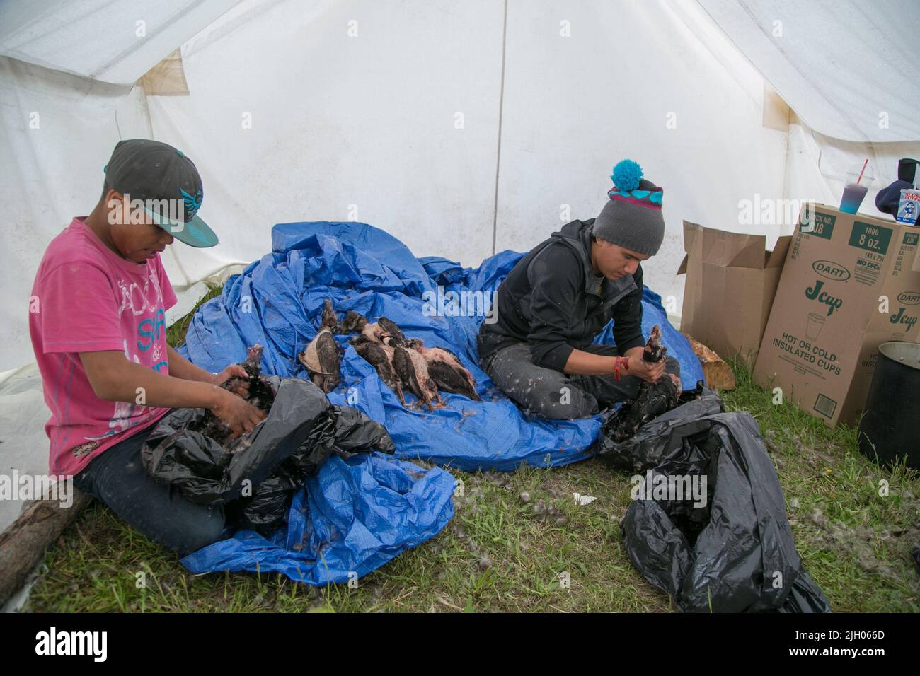 Indigenous male youth plucking ducks in the northern Indigenous community of Deline, Northwest Territories, Canada Stock Photo