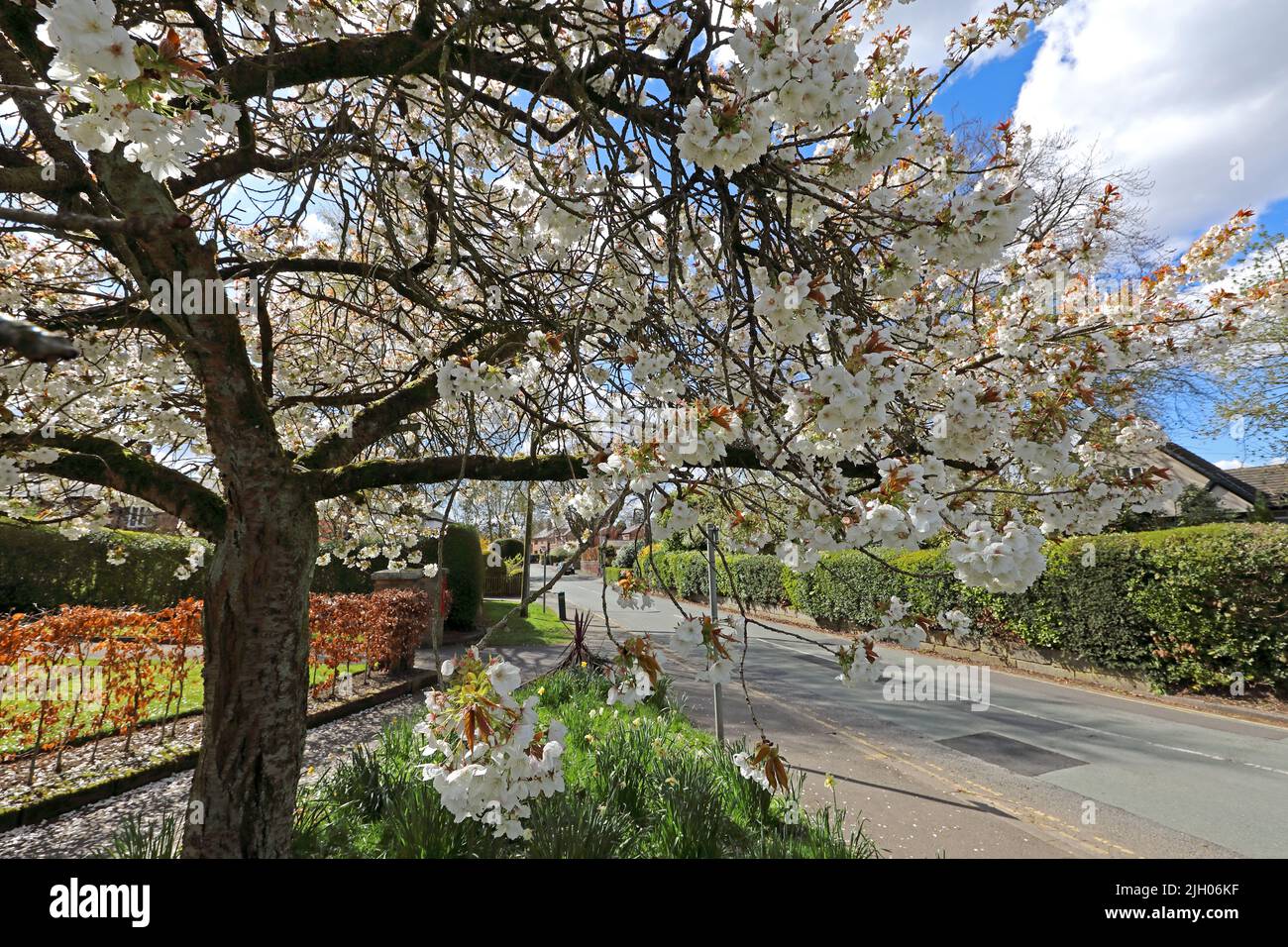 Spring in Broad Lane, Grappenhall, Warrington, Cheshire, England, UK, WA4 3ET Stock Photo