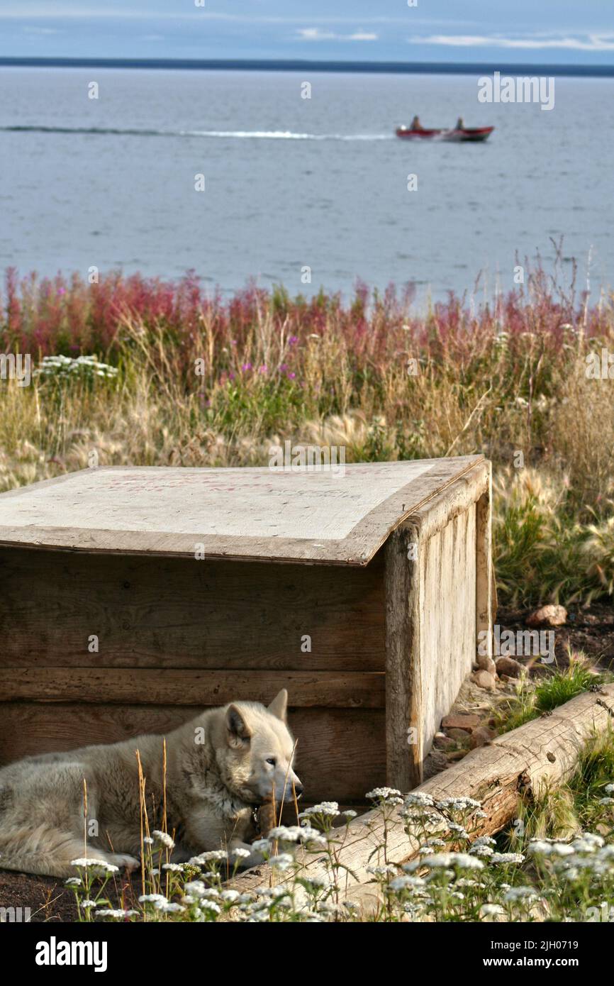 White husky dog sitting outside dog house in summer, with boat on Great Bear Lake, in Indigenous