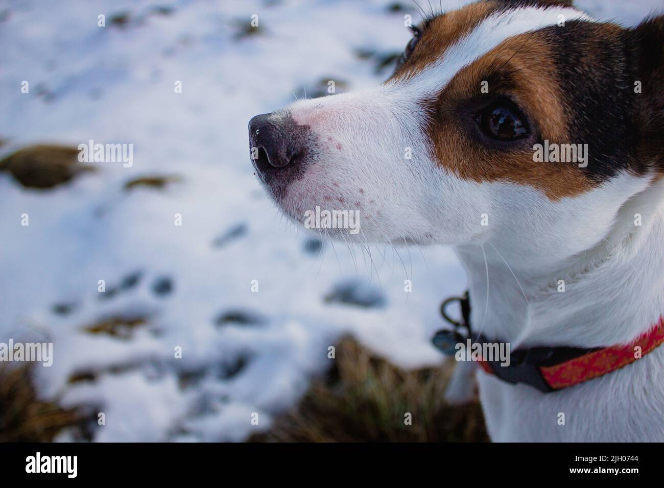 Close up image of the face of a young female Jack Russell Terrier dog Stock Photo