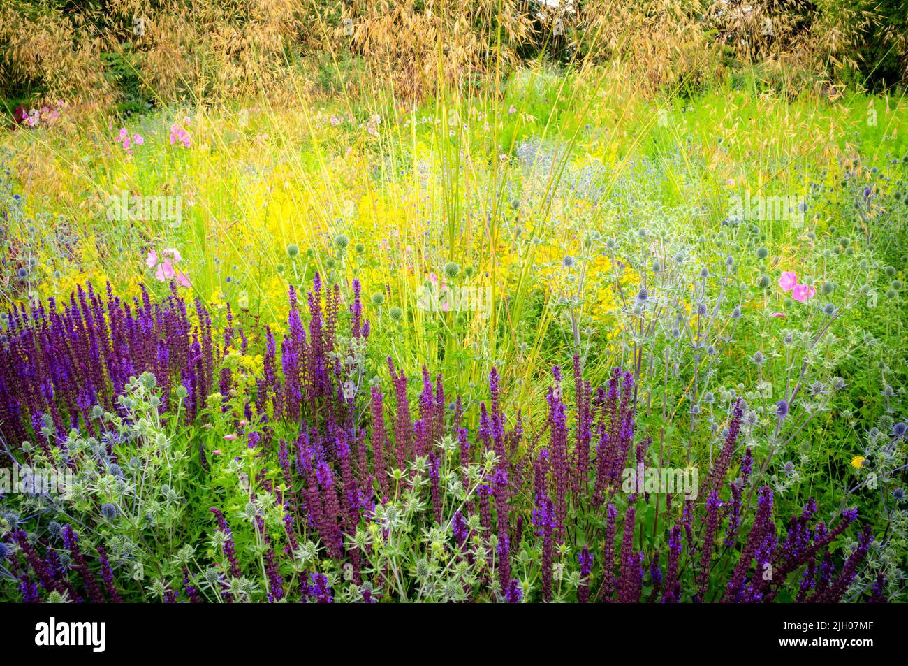 Meadow plants, Oxford Botanic Garden, UK 2022 Stock Photo