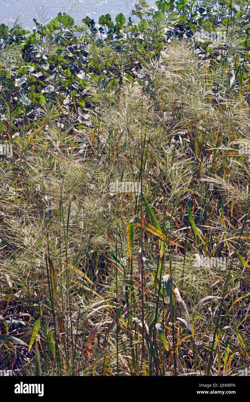 Wild rice (Zizania aquatica Stock Photo Alamy