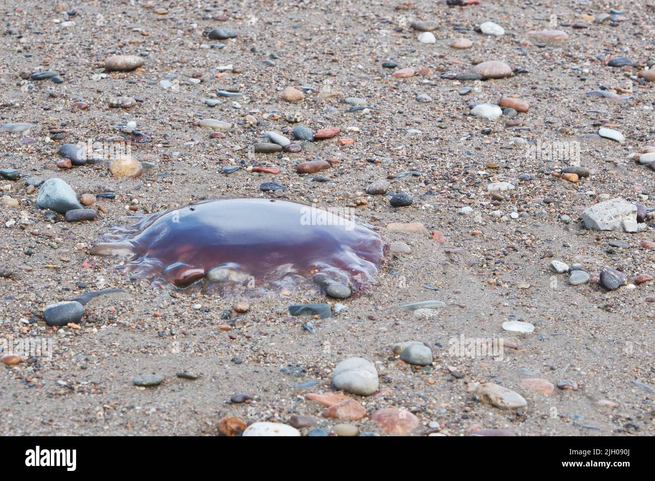 arctic red jellyfish