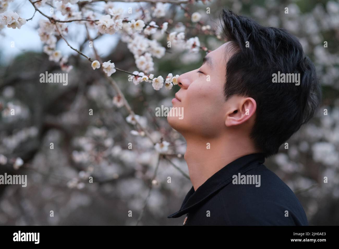 portrait of handsome Asian young man close eyes and smell plum blossom flower on tree branch Stock Photo