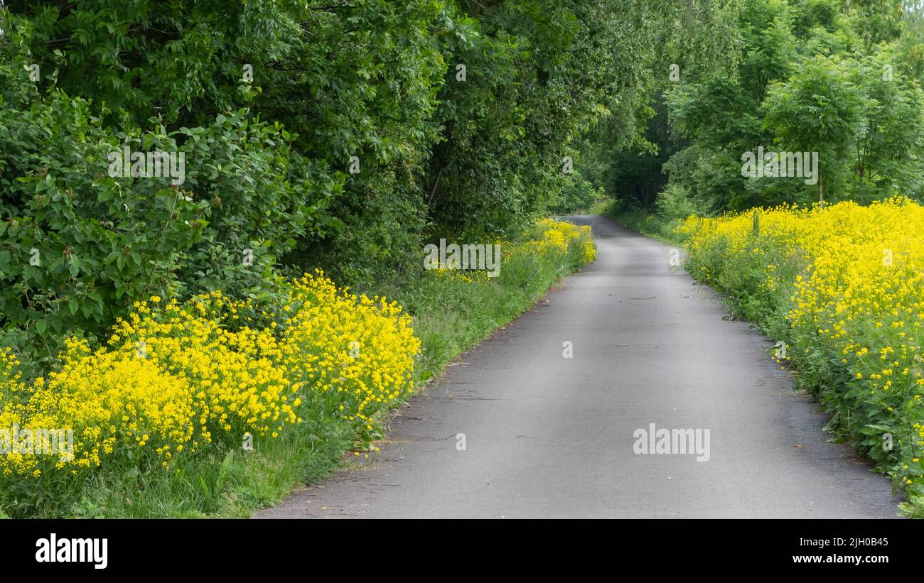 A narrow rural road, bordered by yellow flowers and a forest, that curves and disappears in the distance. Stock Photo