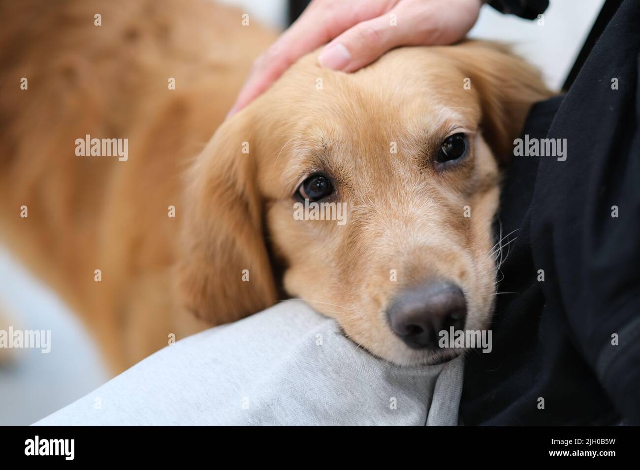 Close up pat dog hires stock photography and images Alamy