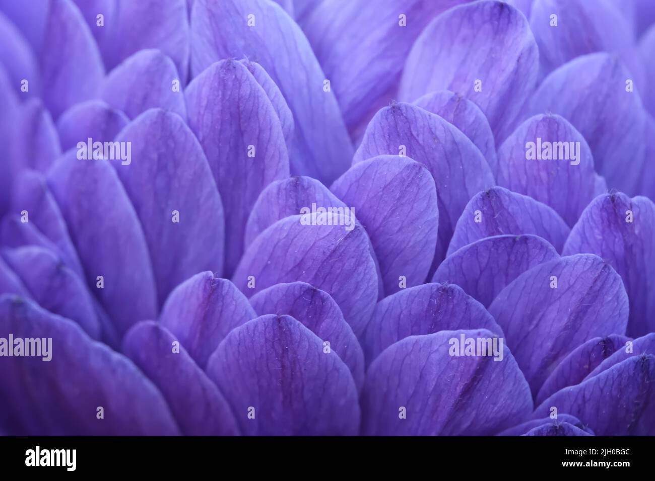 macro of purple petals of chrysanthemum flower. background of petal Stock Photo
