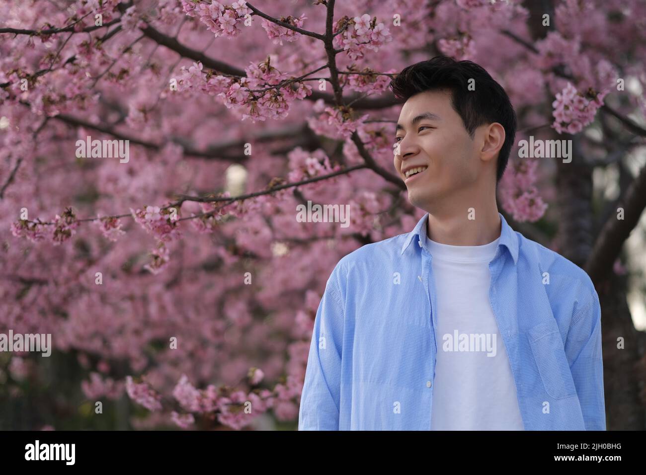 smiling handsome Asian young man side face, with beautiful pink cherry blossom tree in spring Stock Photo