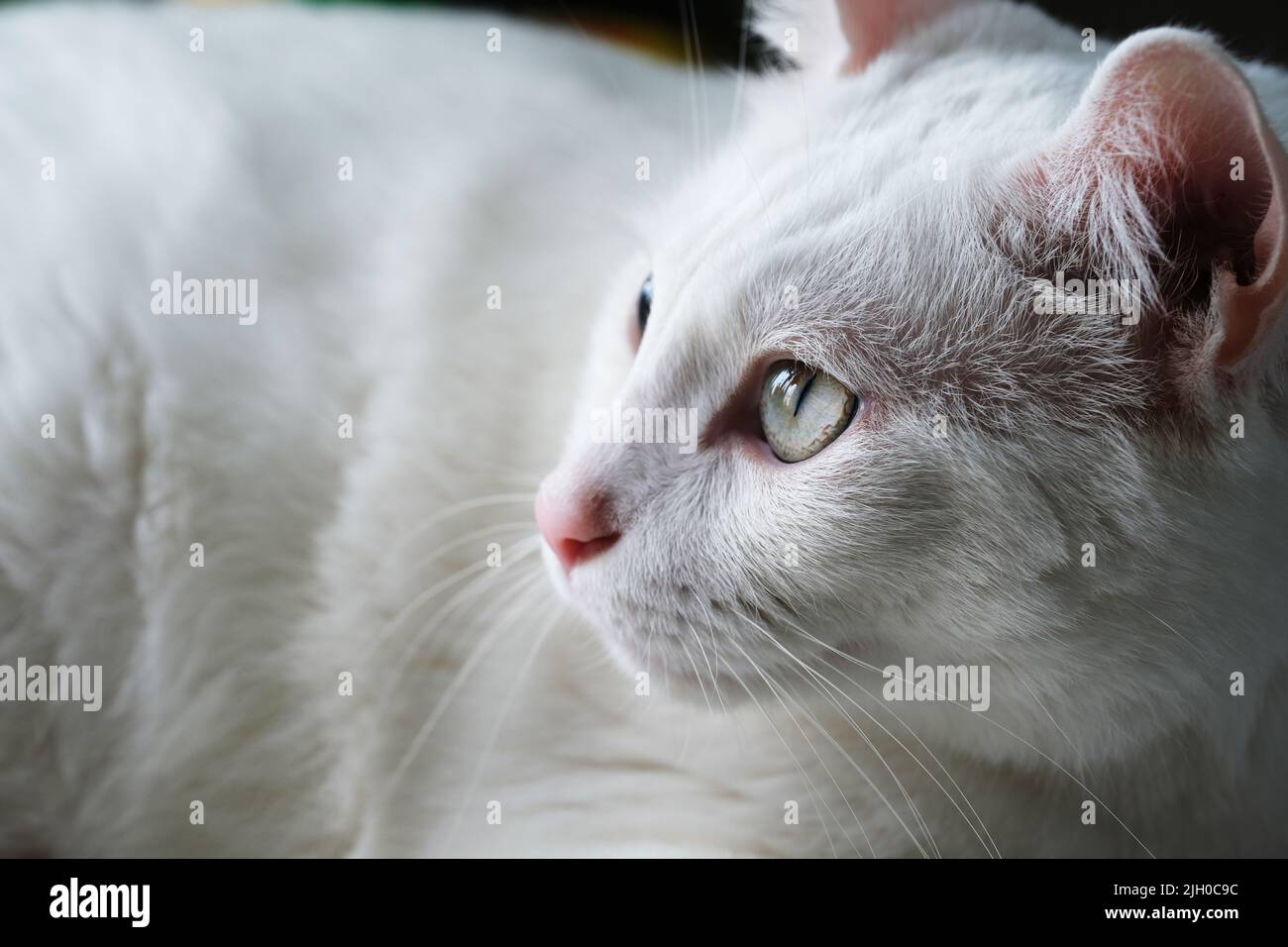 white cat side face and eye. extreme close up Stock Photo
