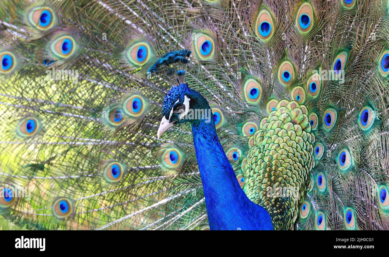 Peacock portrait close-up with his beautiful tail on the background Stock Photo