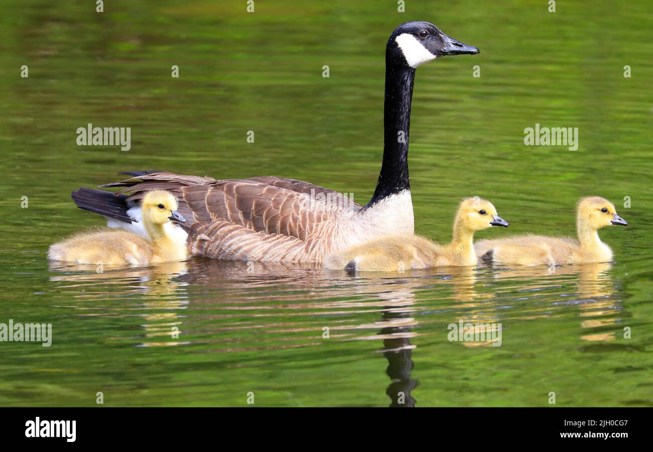 Canadian Geese Babies swimming on the lake with nice reflections and green foreground Stock Photo