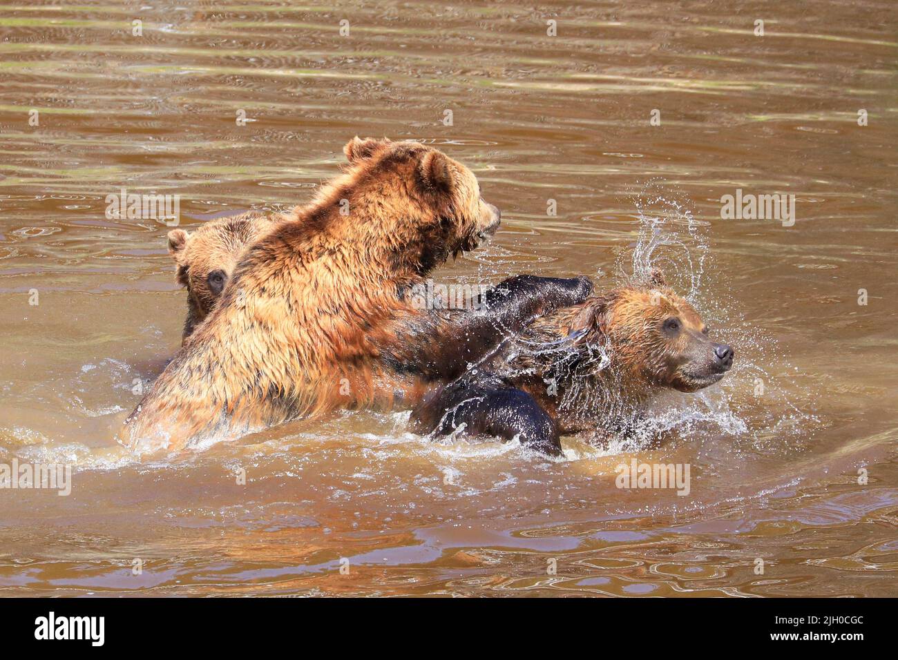 Grizzly bears playing into the river Stock Photo