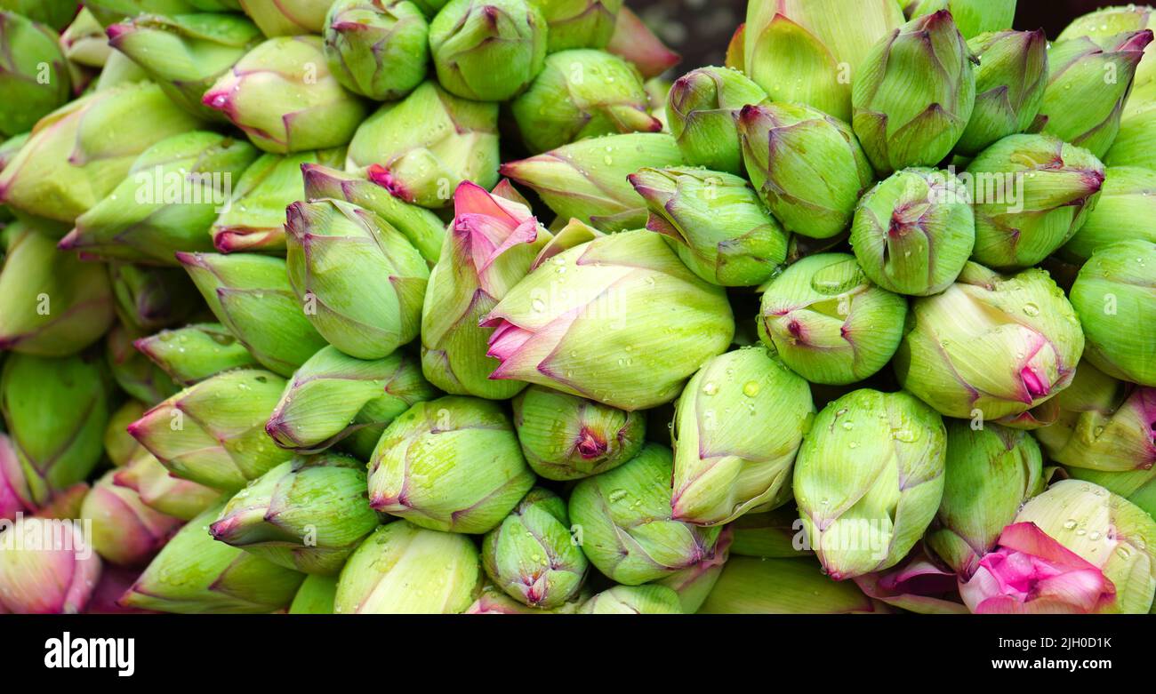 Padma ful hires stock photography and images Alamy