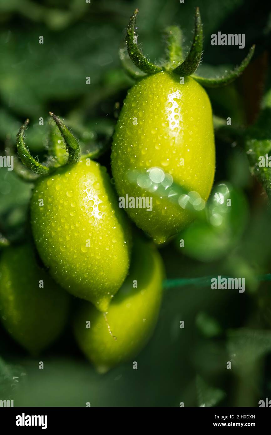 Tomato plants in greenhouse Green tomatoes plantation. Organic farming