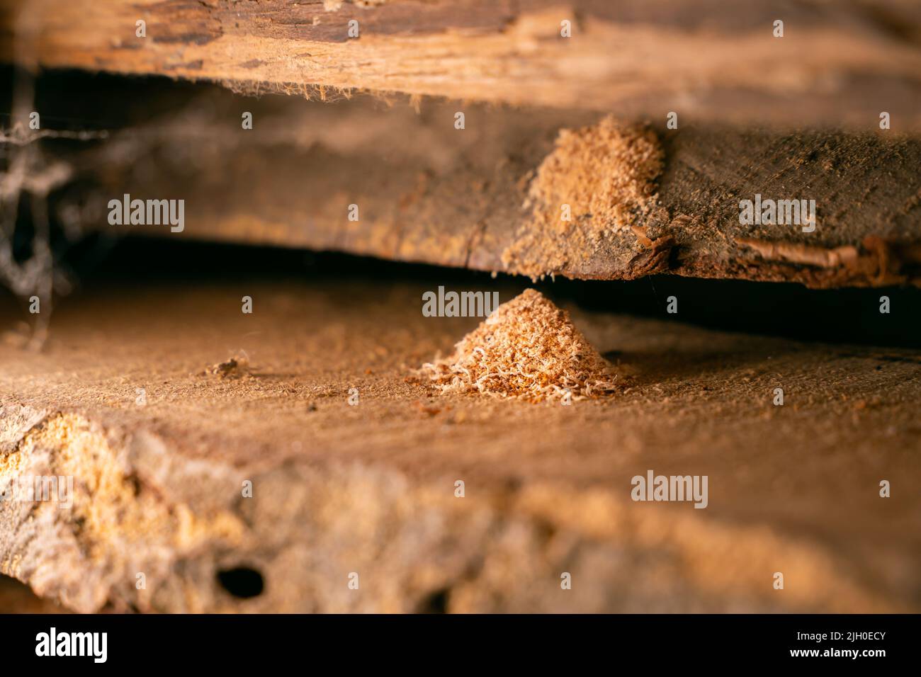 The result of the work of wood pest insects closeup. Wood chips under