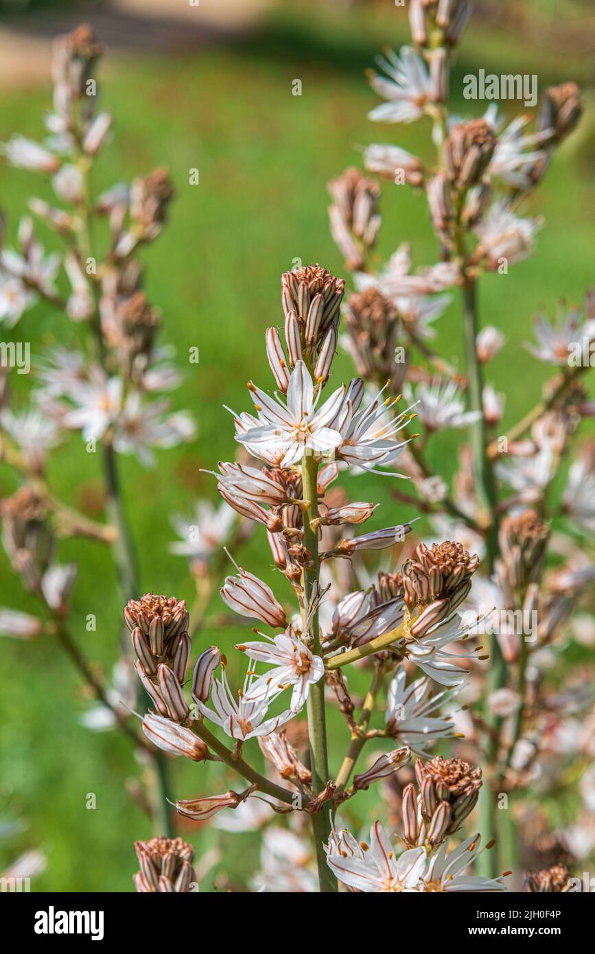 Asphodelus Albus, commonly known as white-flowered asphodel, is an herbaceous perennial. A bee has nectar from a flower. High quality photo Stock Photo