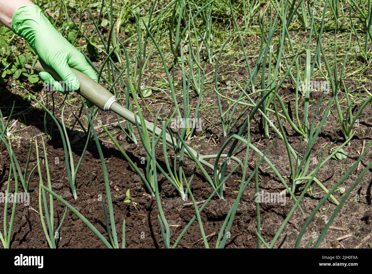 Farmer in gloves is loosening soil around green onions using the small ...