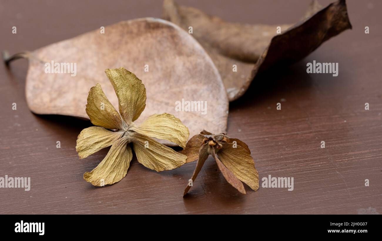 Dry Leaves background vintage look photography. Stock Photo