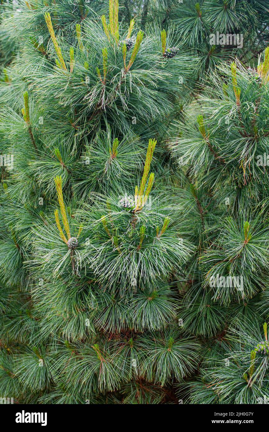 Beautiful dwarf mountain pine. Branches of Pinus mugo Mops. Landscape design. Stock Photo