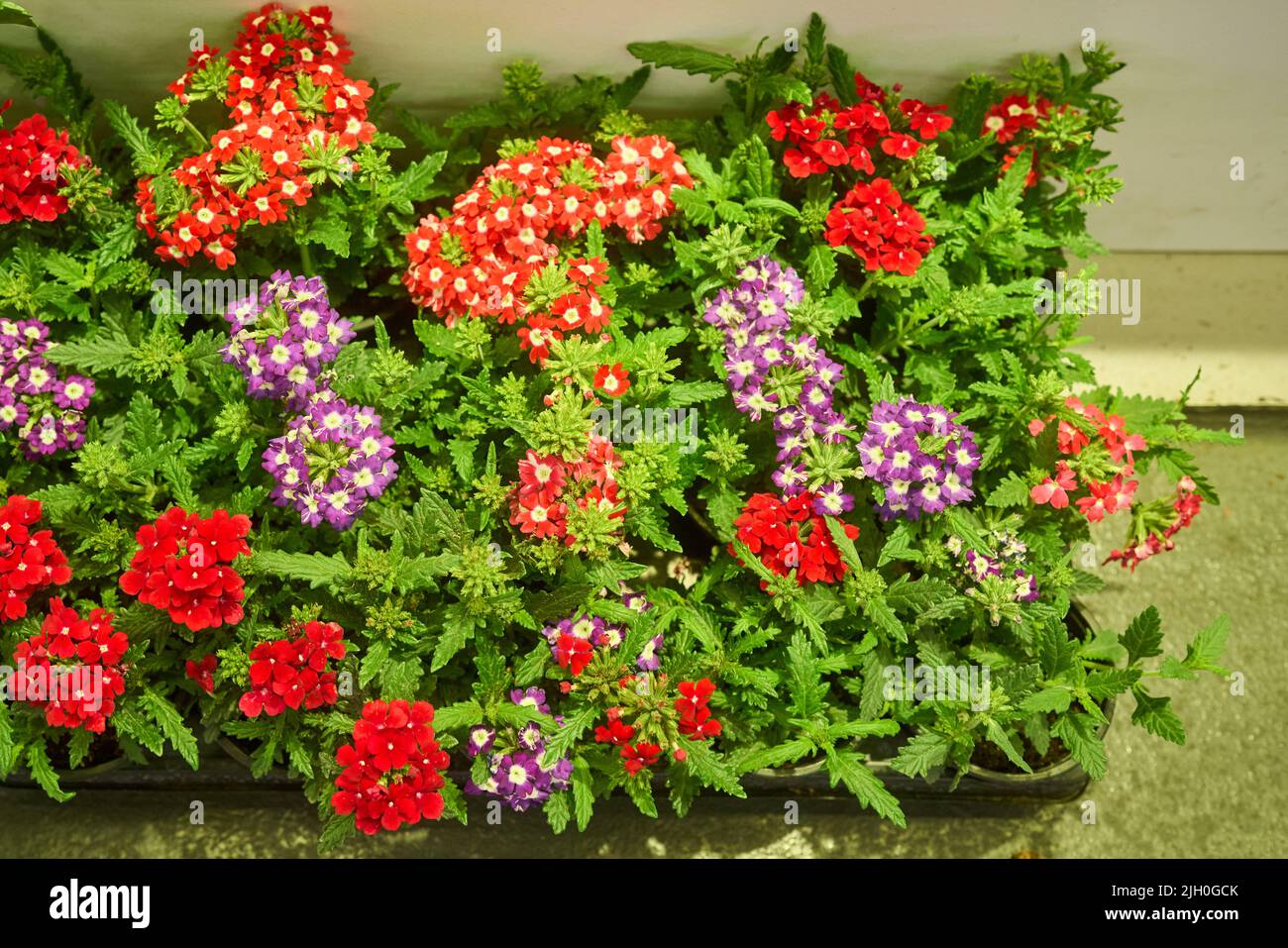 Flowers ready for sale in the market. High quality photo Stock Photo