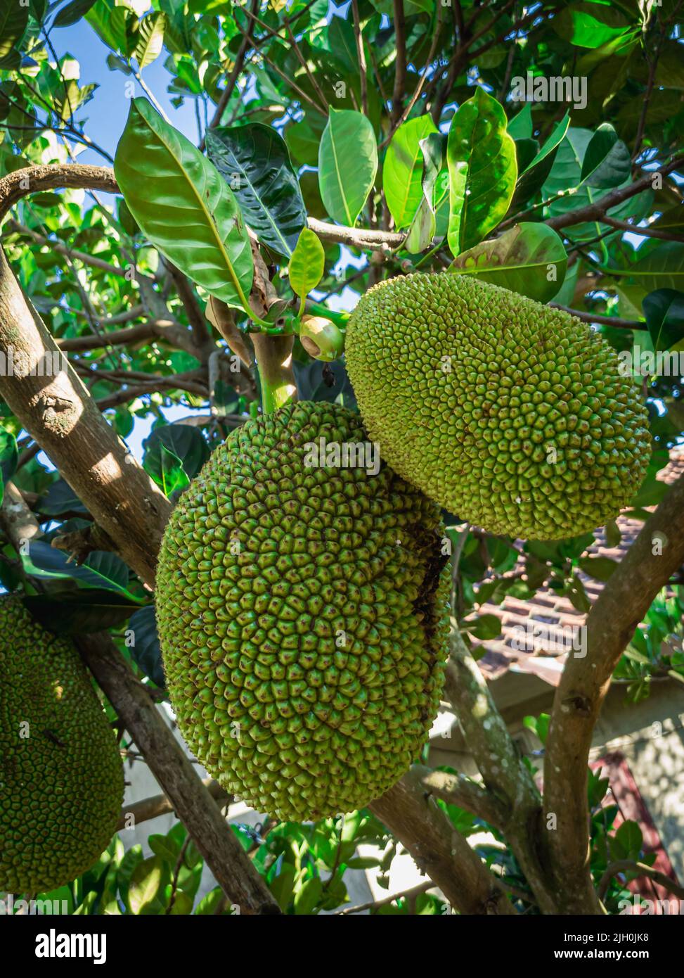 two young jackfruit on the tree Stock Photo