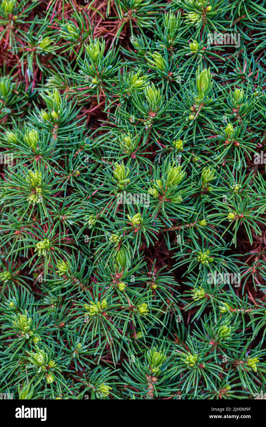 A close up version of a conifer type bush growing in a North Norfolk garden, UK Stock Photo
