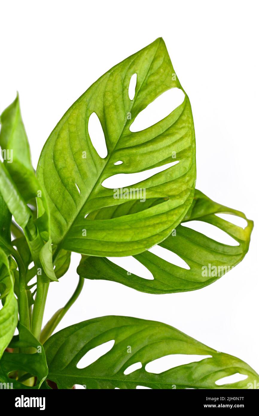 Leaf with holes of tropical 'Monstera Adansonii' houseplant on white background Stock Photo