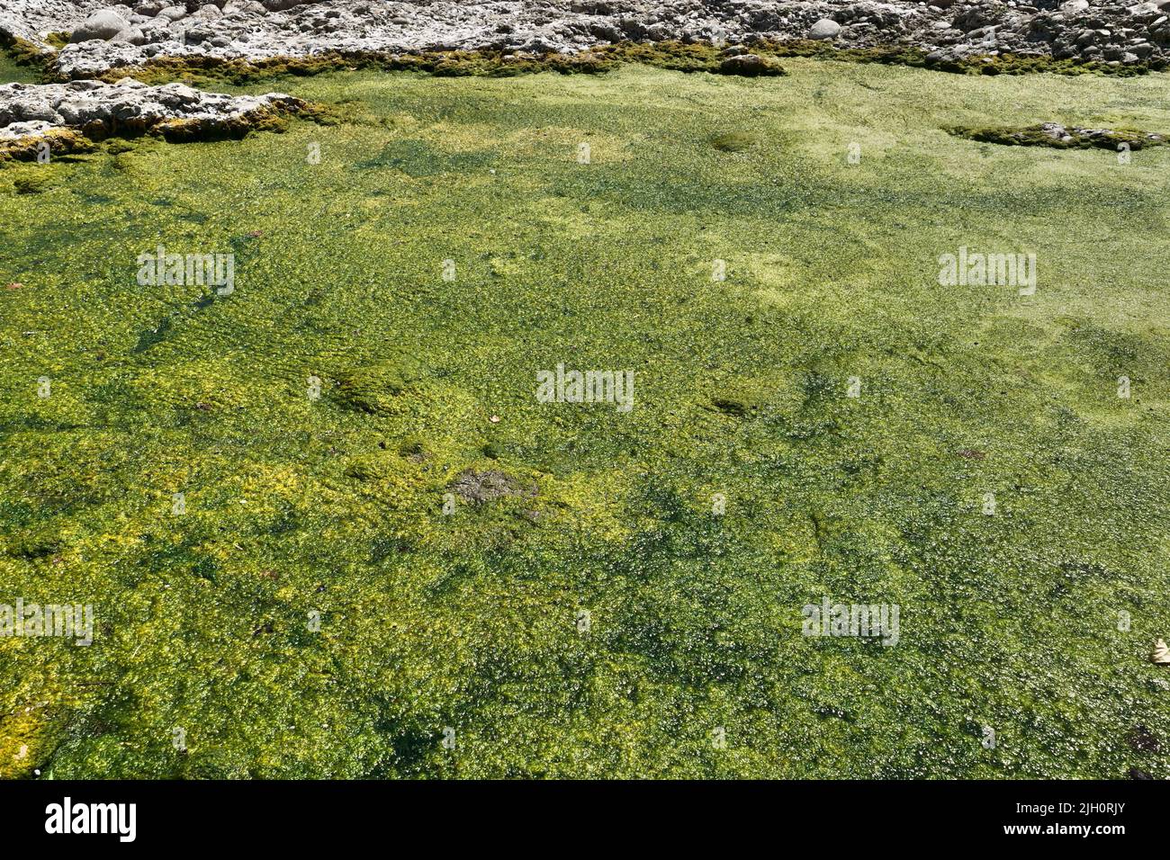 Algae invade the river with little water causing drought Stock Photo ...