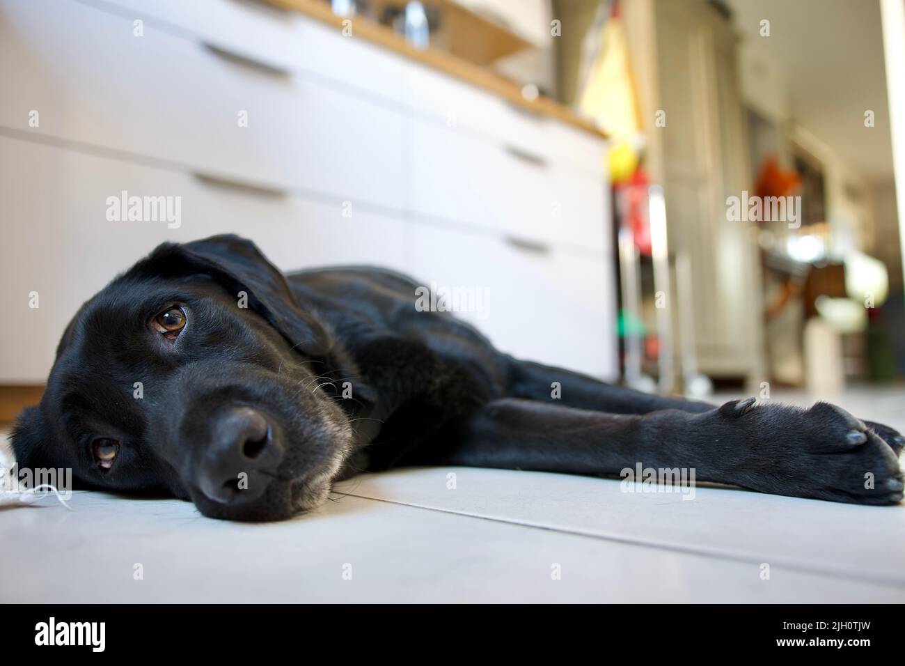 black labrador dog exhausted by the heat lying on the white tile of a ...