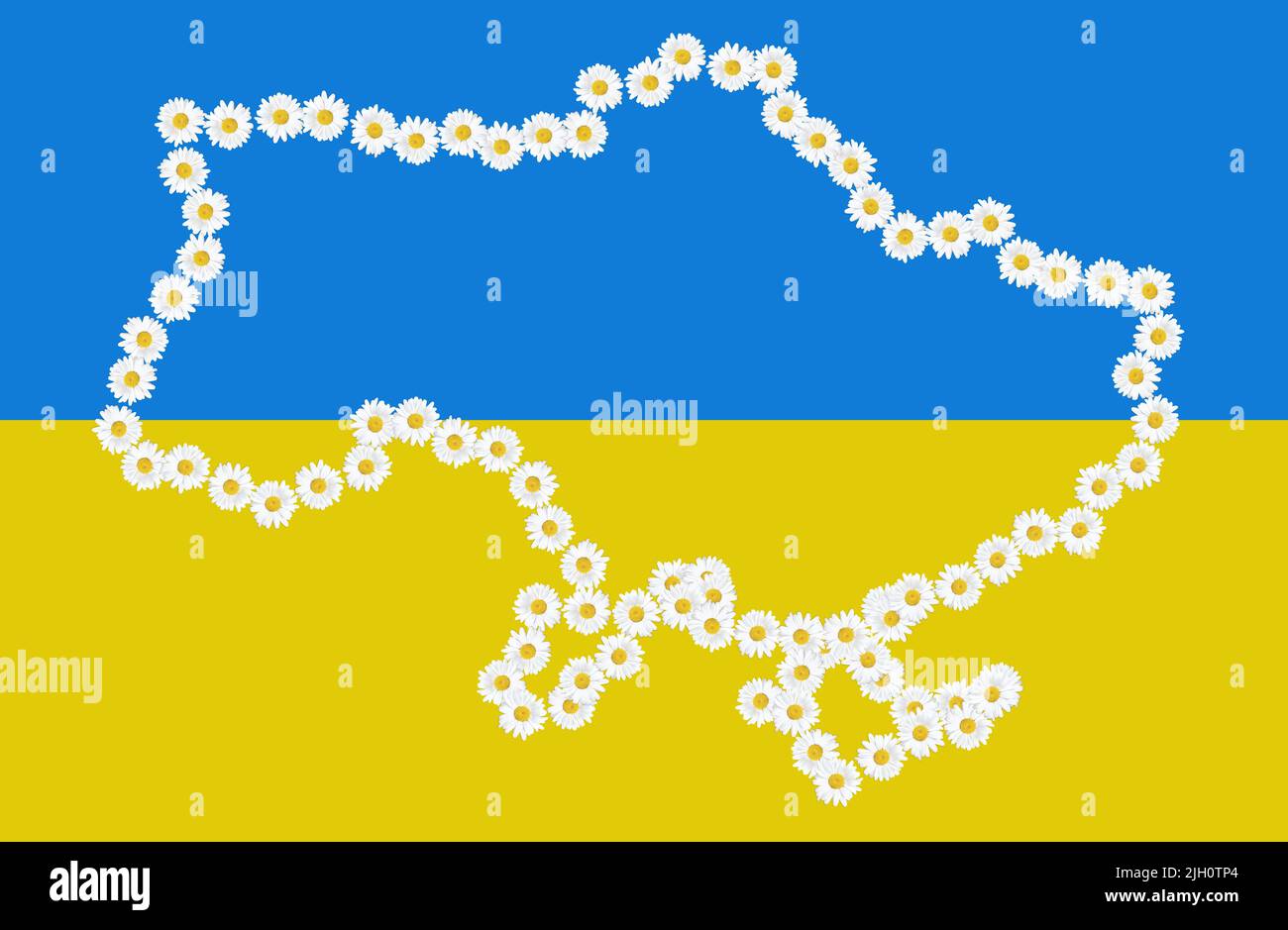 Ukraine map outline made from daisy heads against the national flag background. Patriotic concept. Stock Photo
