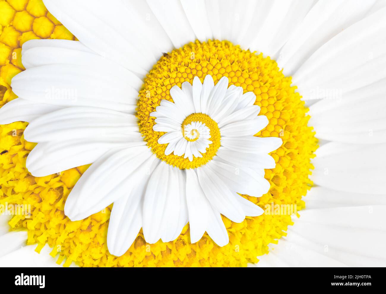 Abstract white daisy spiral background Stock Photo