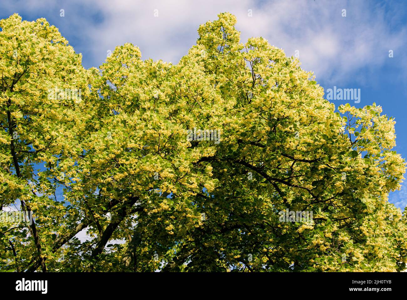 Blooming linden. Lime tree in bloom agaist blue sky. Blossoming basswood on sunny day. Selective focus Stock Photo