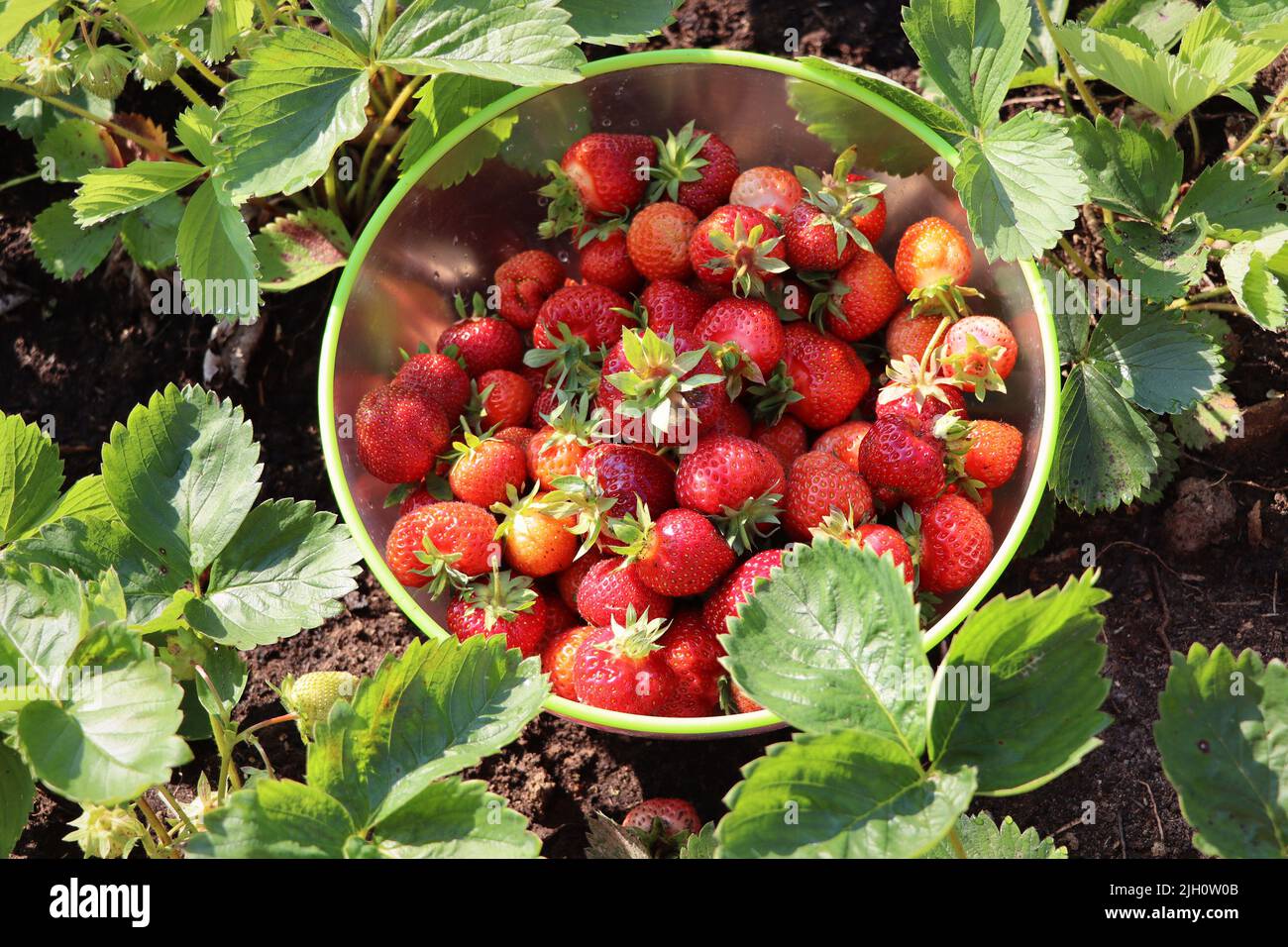 Picking fruits on strawberry field, Harvesting on strawberry farm, strawberry crop. Agriculture and ecological fruit farming concept Stock Photo