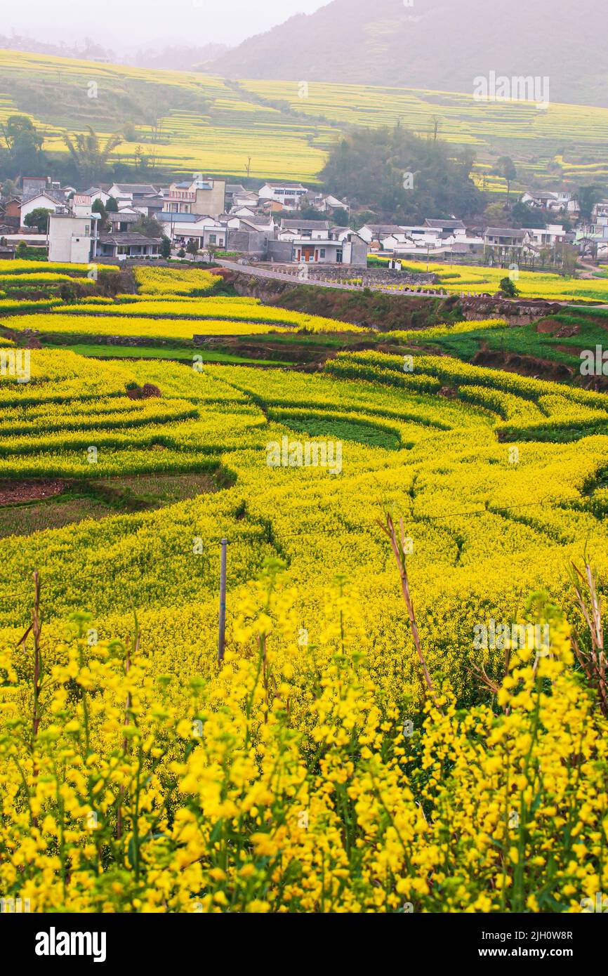 The scenery of mustard flower fields and an ancient village in a valley, the sun rising over mustard terraces and mountains in the background. China. Stock Photo