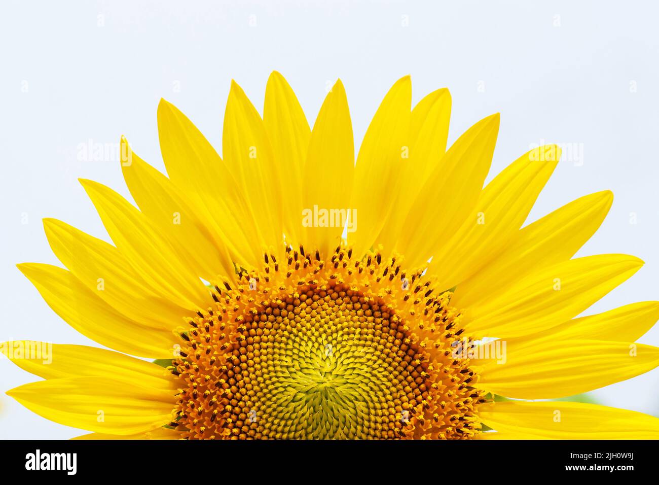Close-up of yellow sunflower in full bloom on a sunny summer, white sky blurred in the background. Focus on the petal. Stock Photo