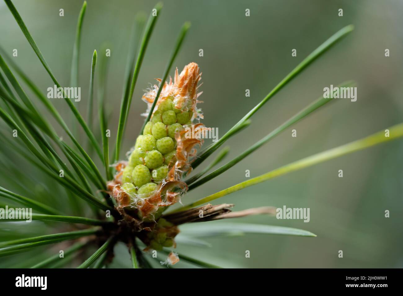 A selective focus shot of scots pine (pinus sylvestris) Stock Photo