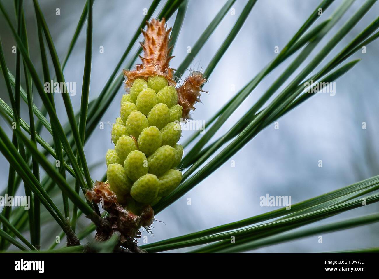 A selective focus shot of scots pine (pinus sylvestris) Stock Photo