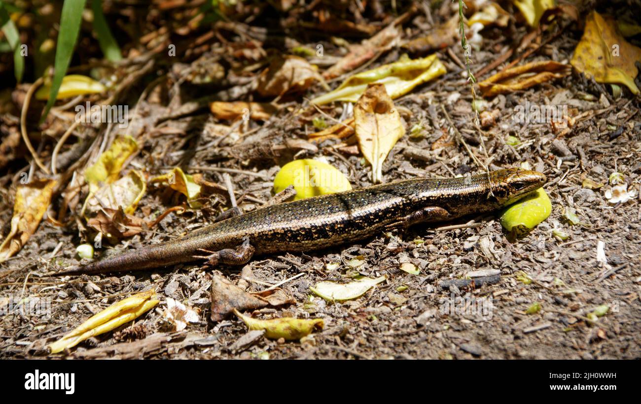 Northern Spotted Skink, relaxed and sunbathing without a care in the world. Soames island, Aotearoa / New Zealand. Stock Photo