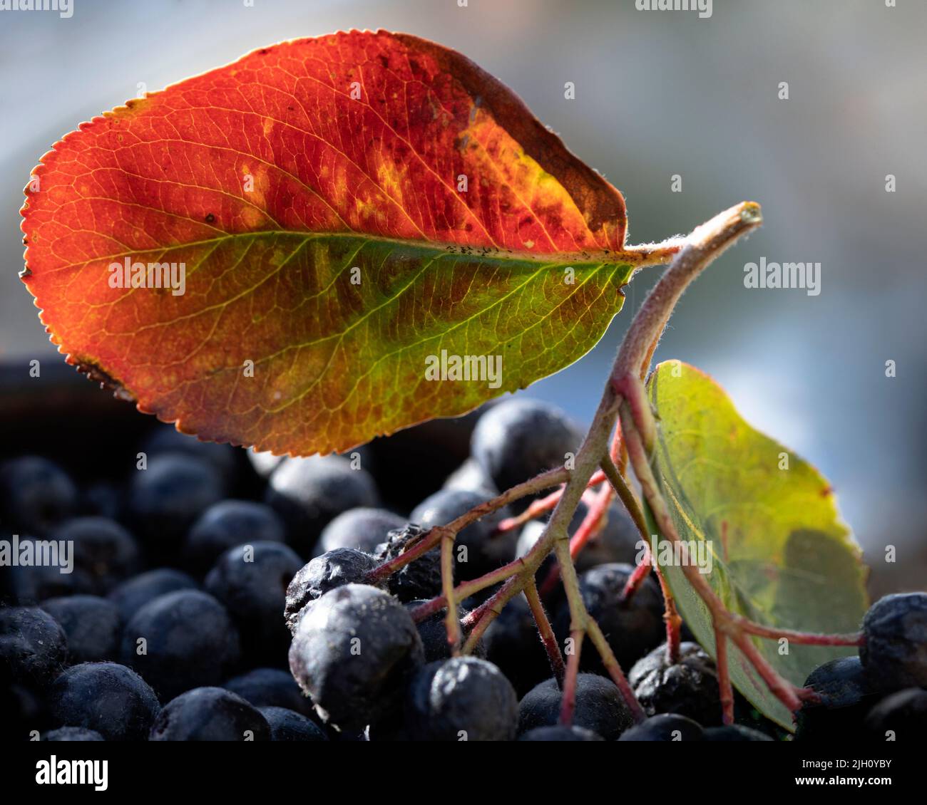 Ripe black chokeberry on branch with green red leaves Aronia Ripe black chokeberry on branch with green red leaves Aronia