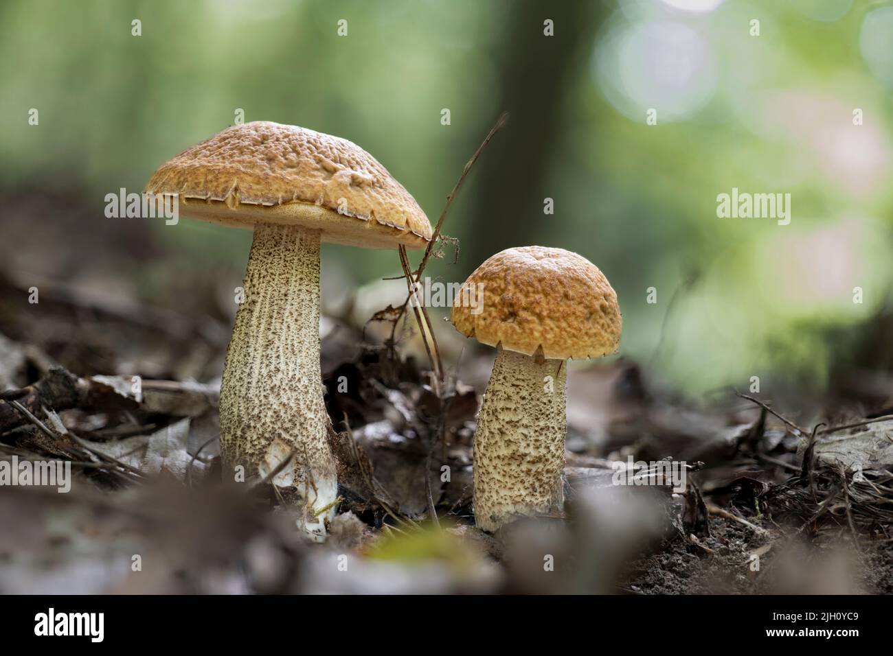 Two young Leccinellum pseudoscabrum mushrooms in the summer Stock Photo
