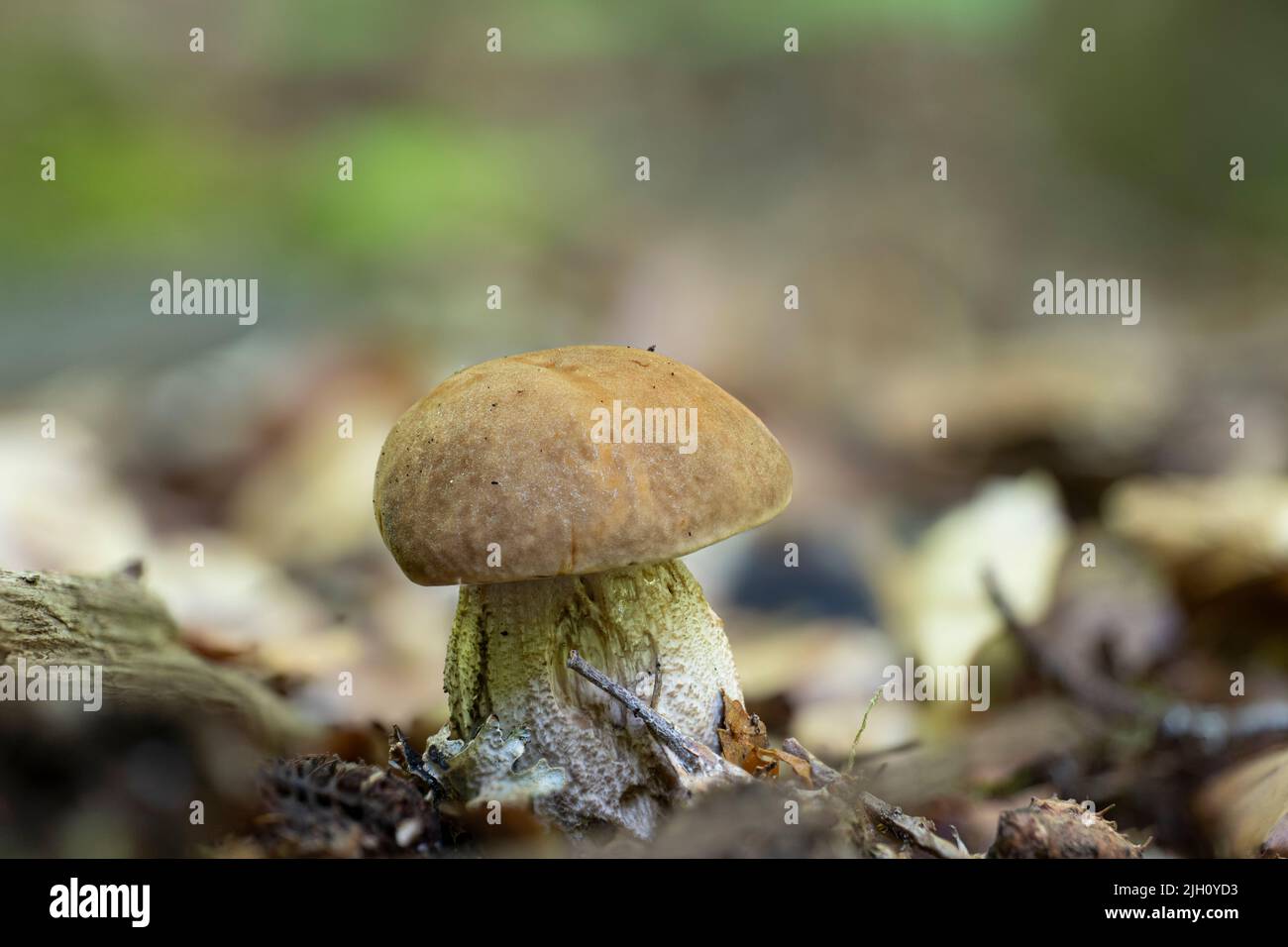 A young thick Leccinellum pseudoscabrum mushroom in the summer Stock Photo