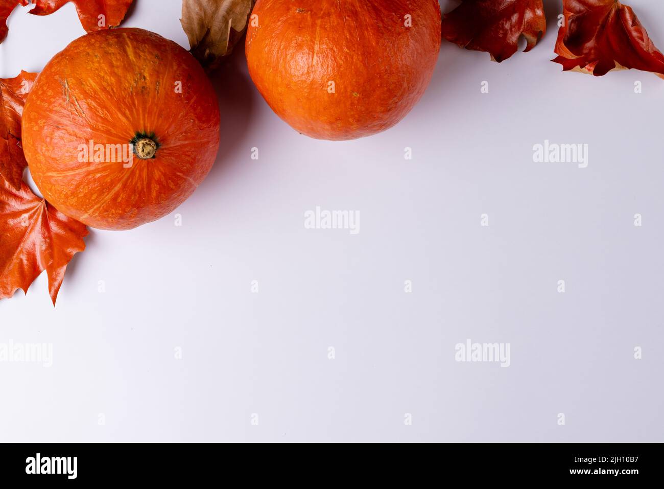 Composition of pumpkins with autumn leaves on white background Stock ...