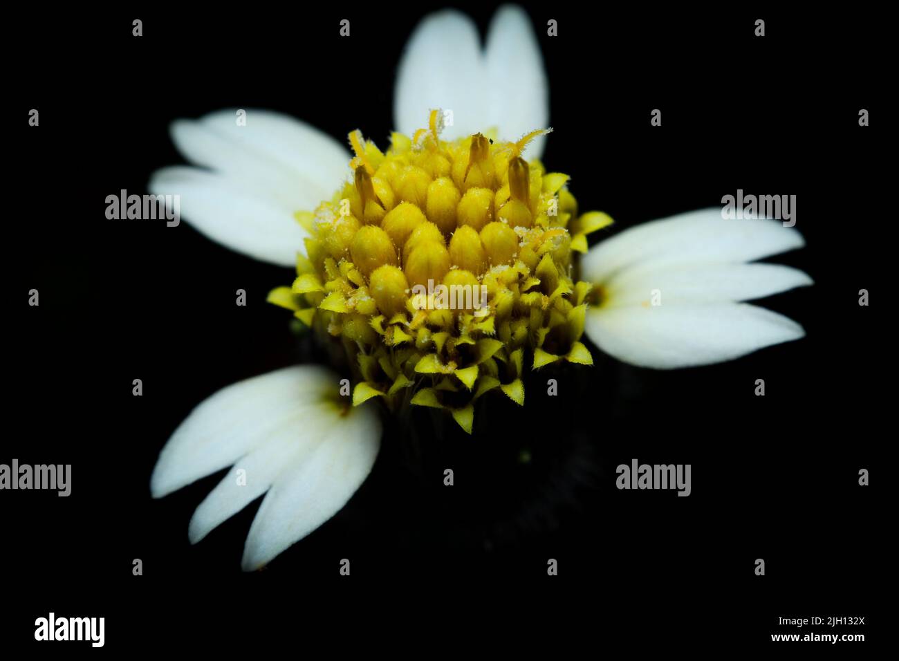 A closeup shot of a shaggy soldier flower against a black background Stock Photo