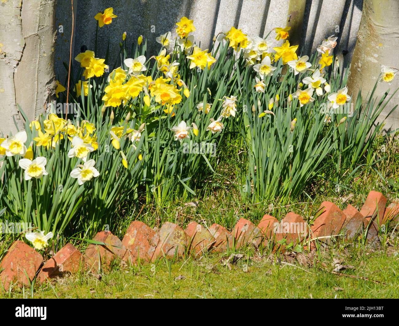 Blossom Daffodil at a Garden Stock Photo
