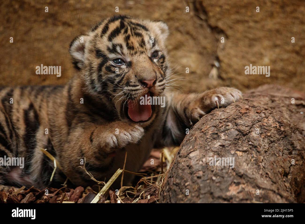 ZSL London Zoo, UK. 13th July 2022. ZSL London Zoo welcomed 3