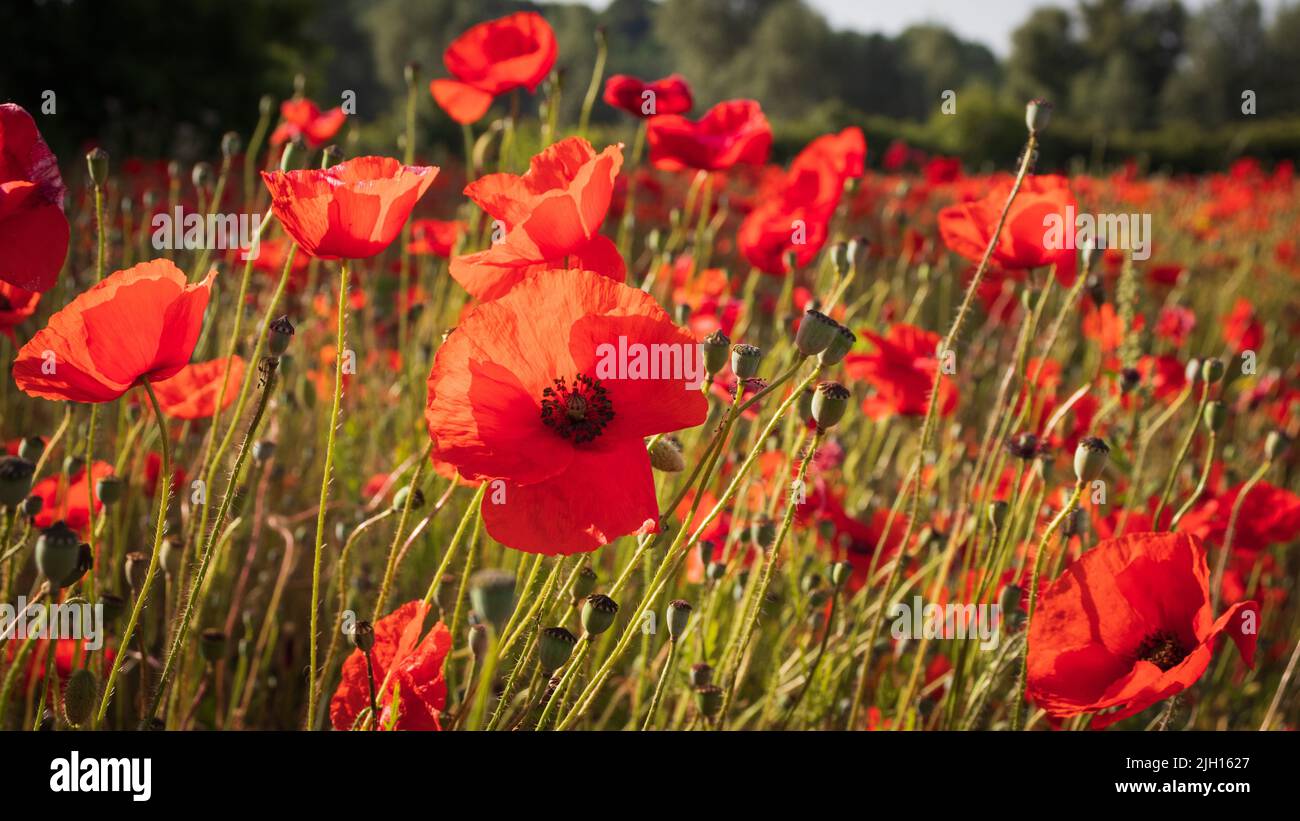 Vector background spring poppies hi-res stock photography and images ...