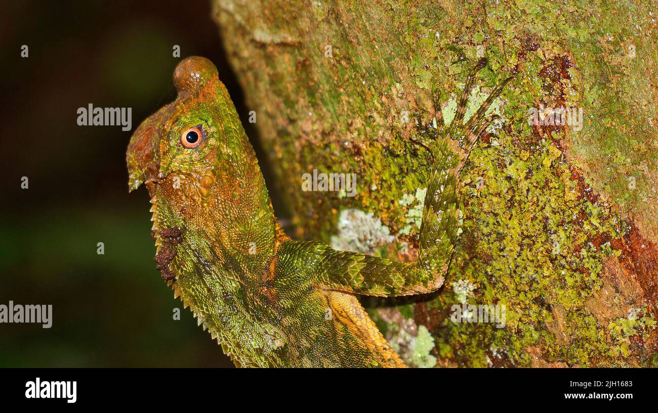 Hump-nosed Lizard, Lyriocephalus scutatus, Sinharaja National Park Rain Forest, UNESCO World Heritage Site Biosphere Reserve, Sri Lanka, Asia Stock Photo