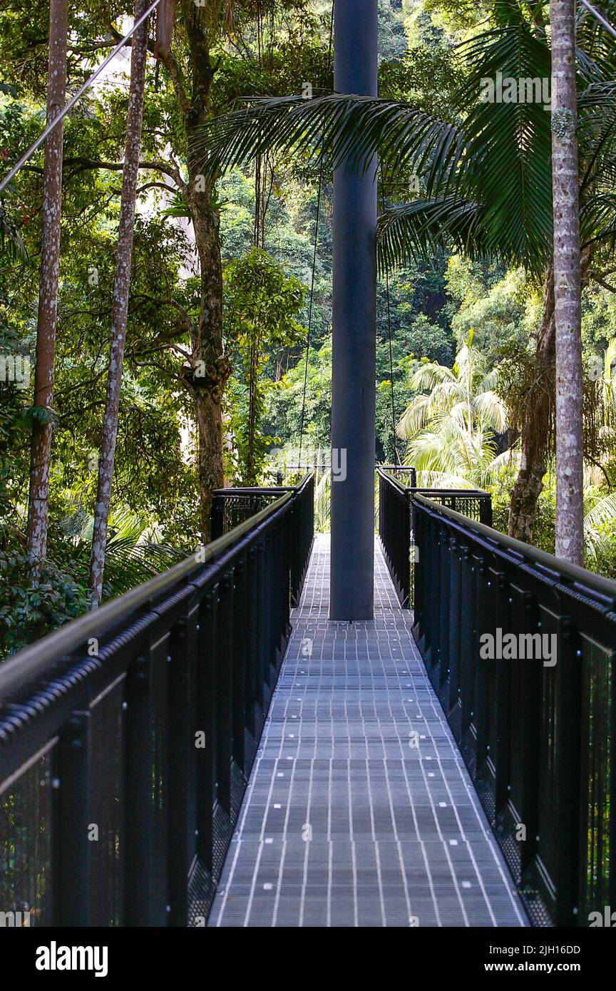 Skywalk elevated treetop walks through rainforest on Tamborine Mountain, Queensland, Australia. Tourist attraction. Bridges and cantilever pathway. Stock Photo